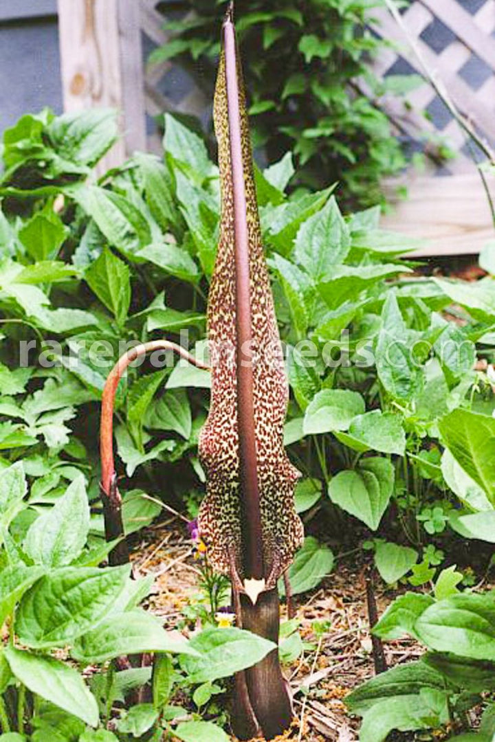 Sauromatum Plant Seeds for Planting, 100