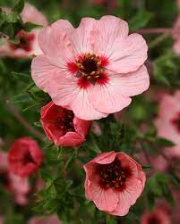 Pink Potentilla Nepalensis Flower Seeds for Planting - 100