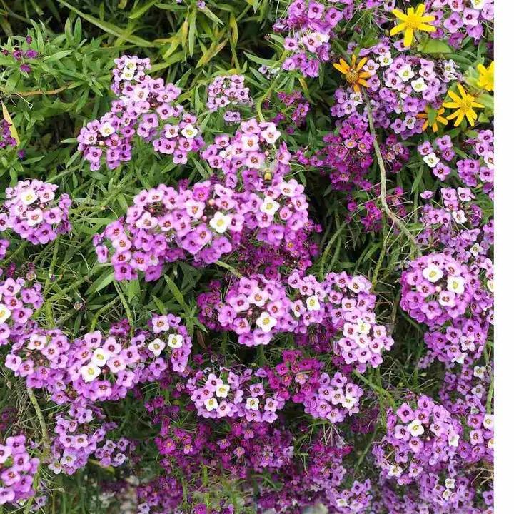 Alyssum Perennial Flower Seeds – Heirloom, Non-GMO Seeds for Planting Dhara Seeds