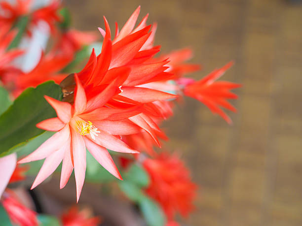 Organic Deep Red Schlumbergera Flower Seeds for Planting – Heirloom, Non-GMO