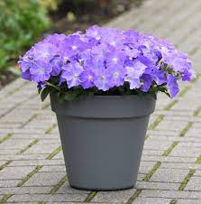 Sky Blue Double Petunia Hybrid Flower Seeds for Home & Garden