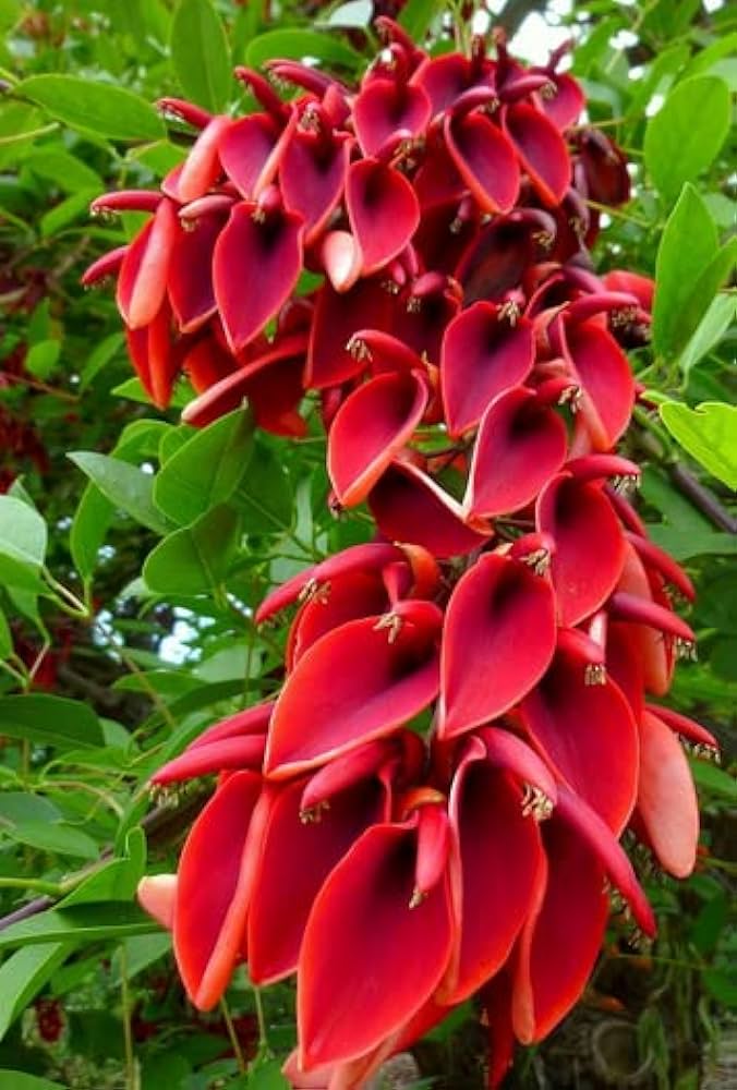 Erythrina Flower Seeds for Planting, - NON GMO Seeds