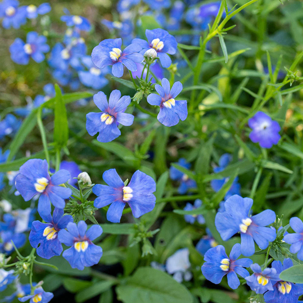 Blue Nemesia Flower Seeds – Heirloom Non-GMO Annual Blooms for Colorful Garden Borders