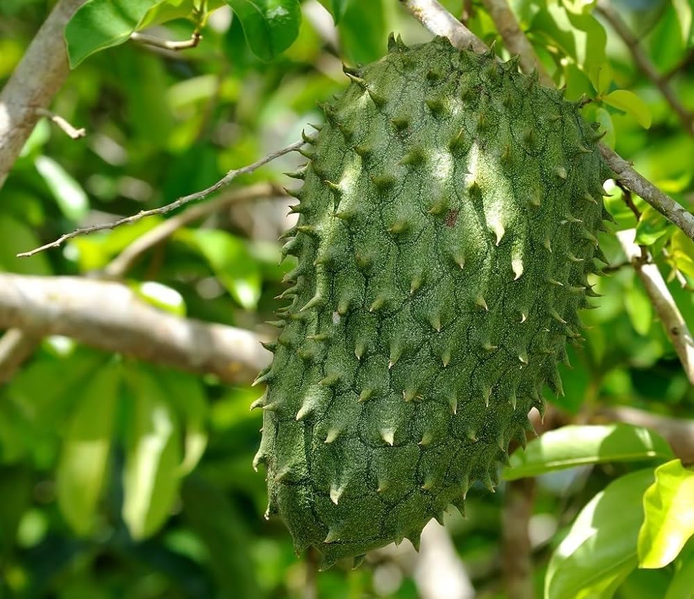 Guanabana Fruit Seed Collection for Tropical Delight