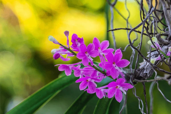 Purple Ascocentrum Flower Seeds for Planting, 100