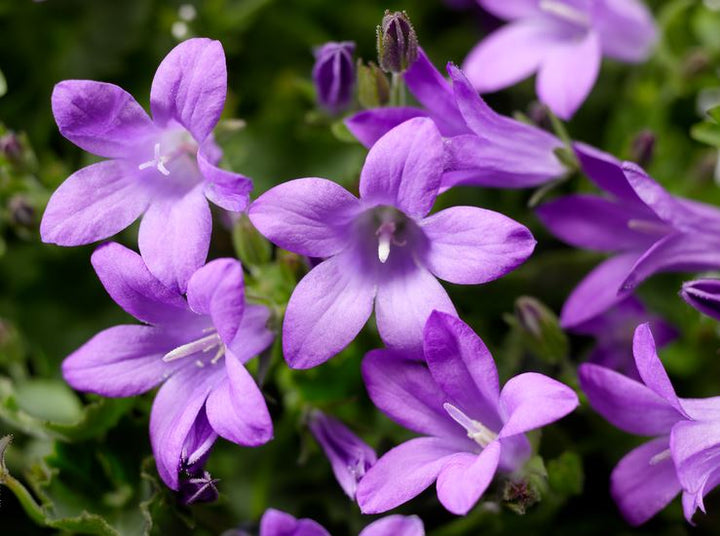 PurplebPortenschlagiana Flower Seeds for Planting - 100