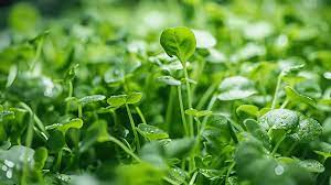 Watercress - Microgreen Seed