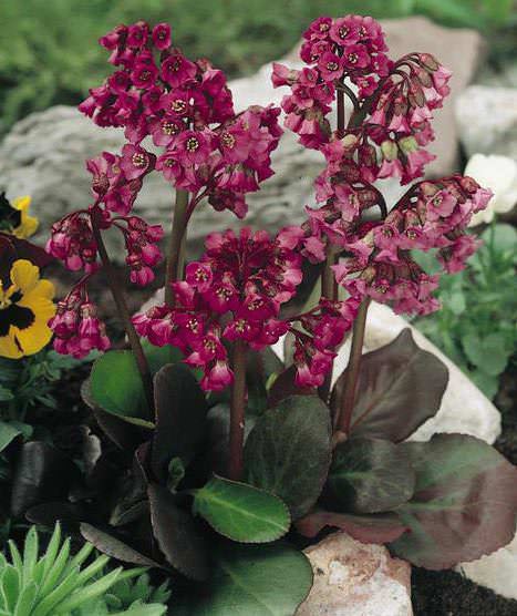 Red Bergenia Cordifolia Flower Seeds for Planting - 100