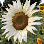 White Sunflower Flower Seeds for Planting – Rare Blooming Variety for Garden Charm Dhara Seeds