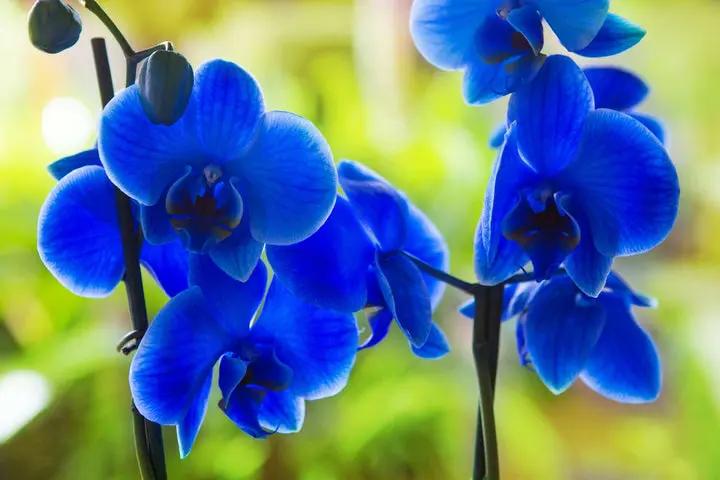 Heirloom Non-GMO Orchidee Flower Seeds for Planting – Exotic Elegant Orchid Garden Blooms Dhara Seeds