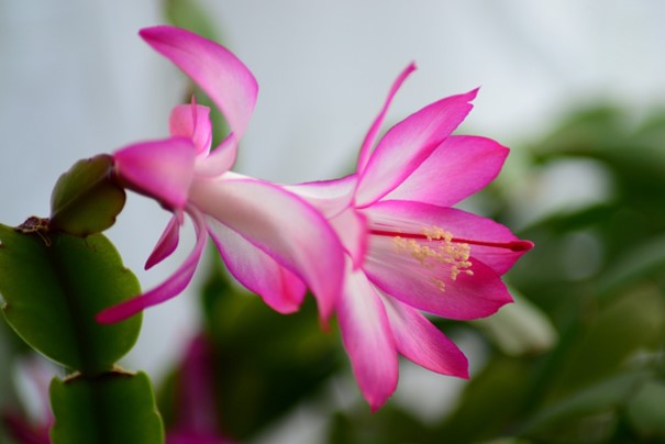 Pink Schlumbergera Flower Seeds for Planting, 100