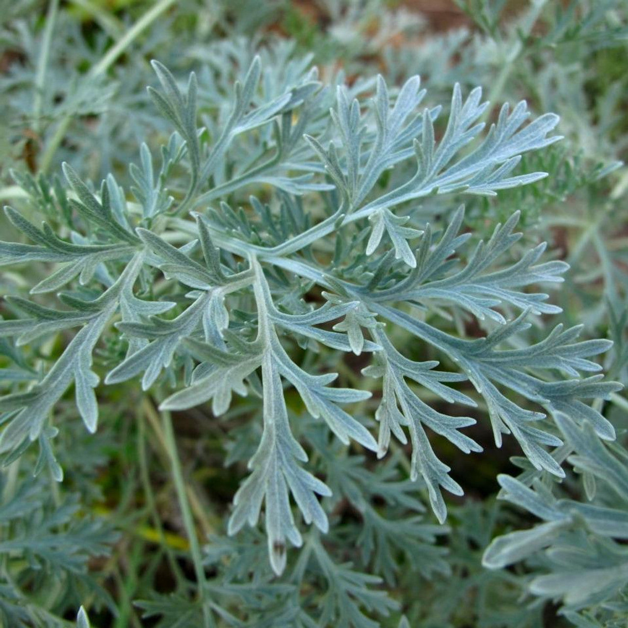 Artemisia Powis Castle Wormwood