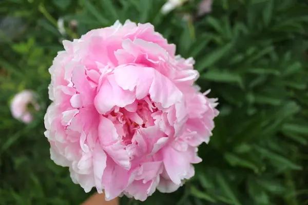 Pink Paeonia Flower Seeds for Planting 100 Dhara Seeds
