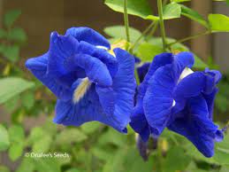 Blue Clitoria Flower Seeds for Planting - 100