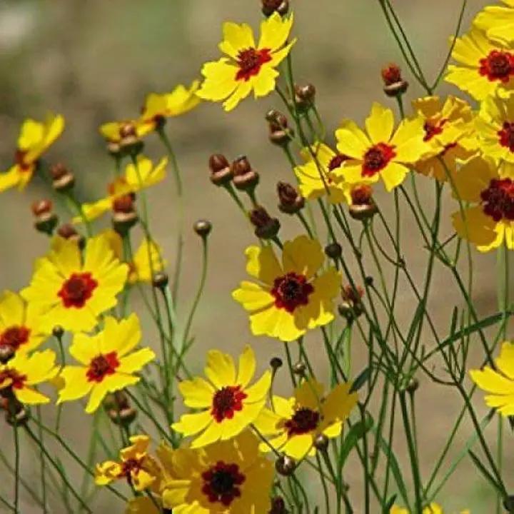 Calliopsis Flower Seeds for Planting - NON GMO Seeds Dhara Seeds