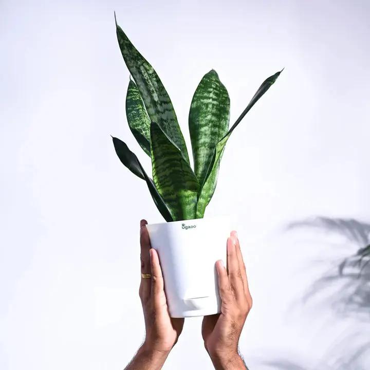 Green Sansevieria Plant Seeds for Planting NON GMO Seeds Dhara Seeds