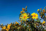 Yellow Torch Mexican Tithonia Sunflower Seeds for Planting – Bright Blooms for Pollinator Gardens Dhara Seeds