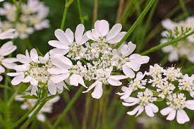 Orlaya Flower Seeds for Planting - 100