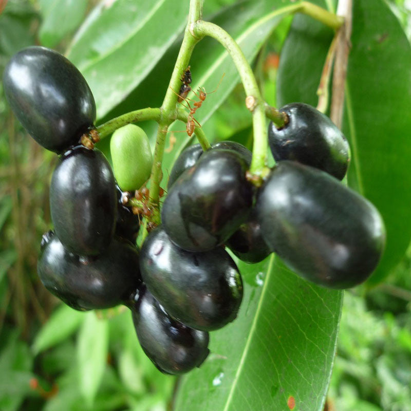 Jambolan (Syzygium cumini)