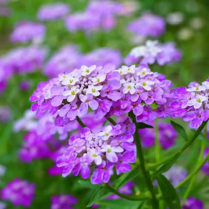 Violet Iberis Flower Seeds for Planting, NON GMO Seeds