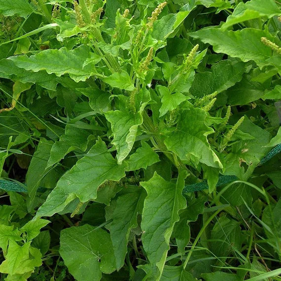 Heirloom Non-GMO Henry Plant Seeds for Garden – Unique Foliage Variety