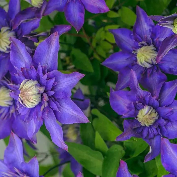 Purple Clematis Seeds for Planting - NON GMO Seeds Dhara Seeds
