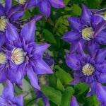 Purple Clematis Seeds for Planting - NON GMO Seeds Dhara Seeds