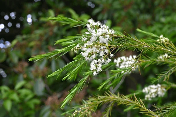 Fresh Alternifolia Flower Seeds for Planting - 100