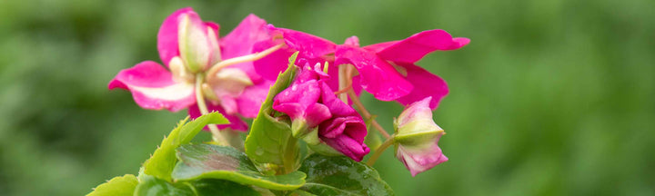Lizzie Flower Seeds for Planting - 100