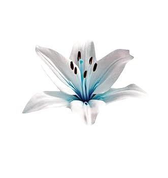Blue heart lily Lilium spp. flower seeds for planting in indoor pots or backyard flower beds