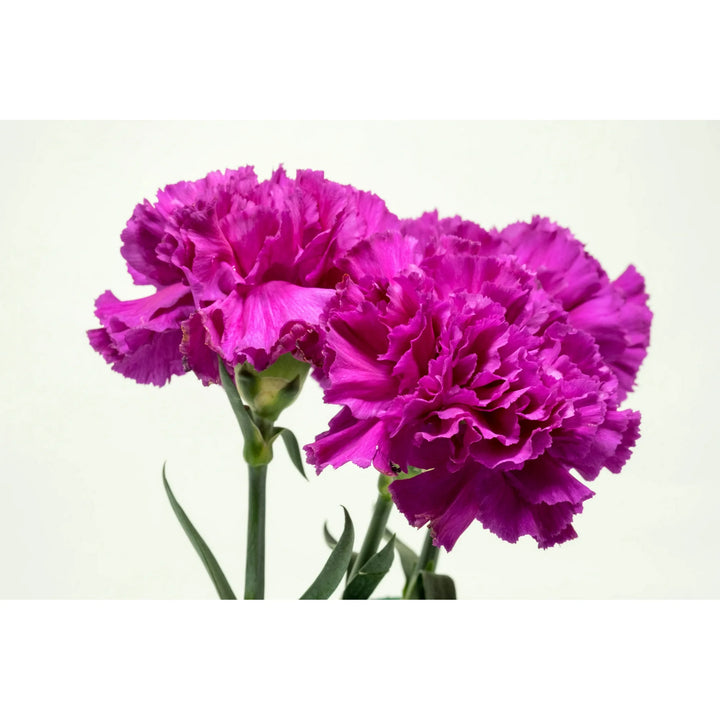 Violet Caryophyllus Flower Seeds for Planting - 100