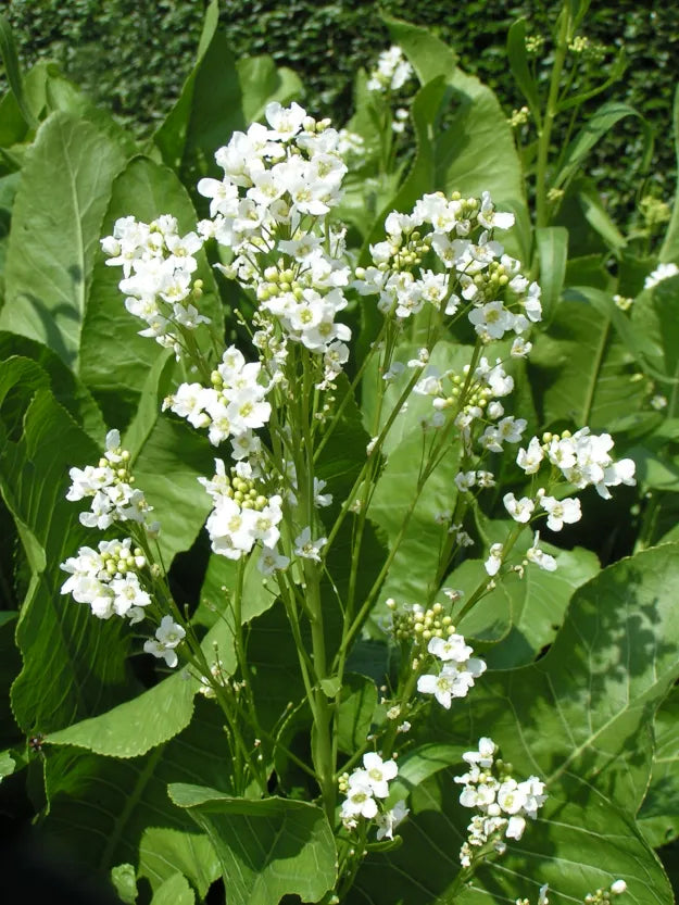 White Wasabi Diplotaxis herbaceous Plant Seeds