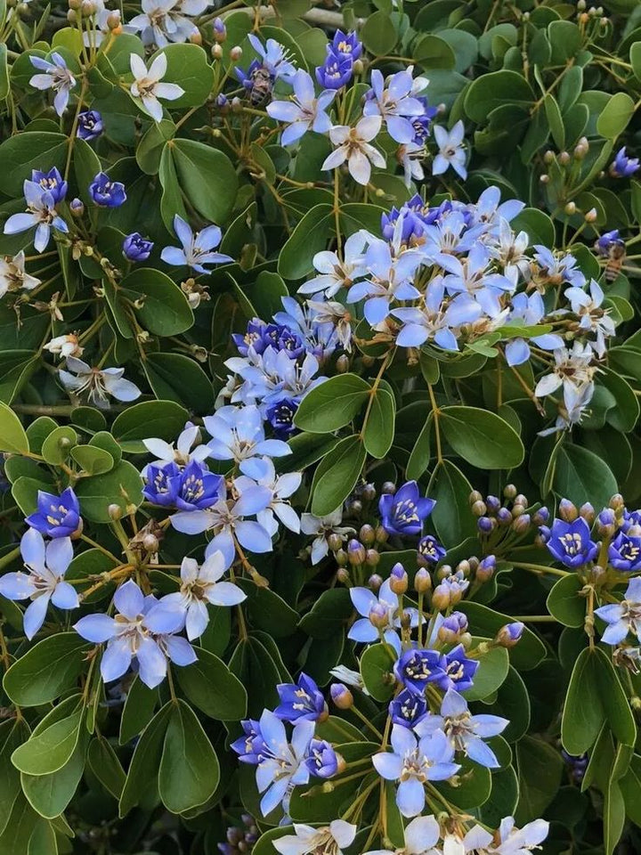 Lignum Flower Seeds for Planting - 100
