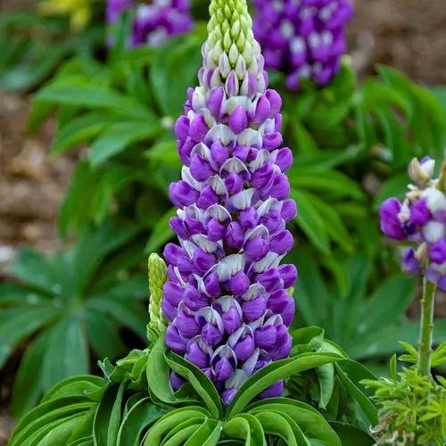 Lupine Flower Seeds Violet for Planting 100 Dhara Seeds