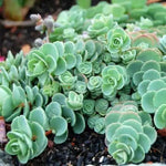 Green Cliff Stonecrop Seeds – Heirloom, Non-GMO Succulent Plant Seeds for Easy Garden Planting Dhara Seeds