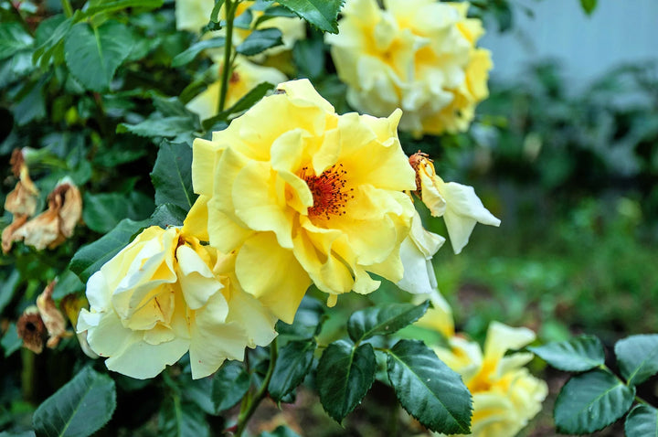 Yellow Xanthina Flower Seeds for Planting, 100