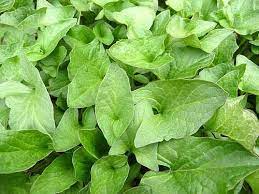 King Henry Plant Seeds for Planting - 100