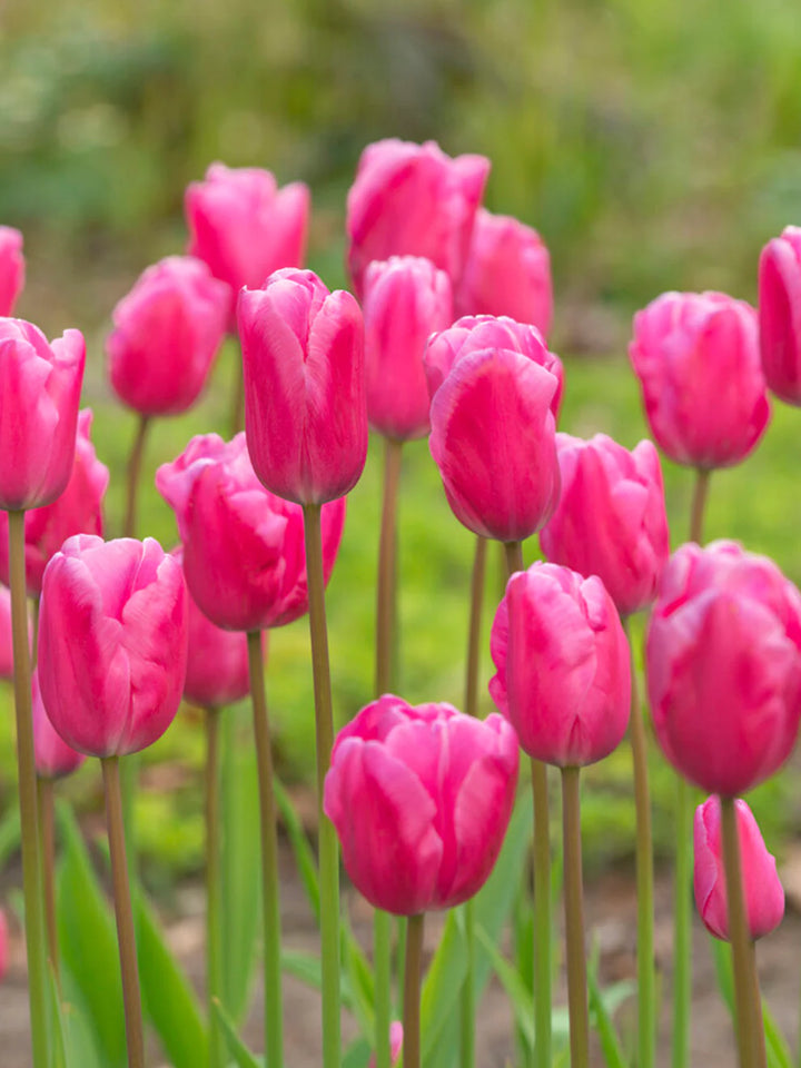 Deep Pink Tulip Flower Seeds for Planting – Heirloom, Non-GMO, Vibrant Blooms
