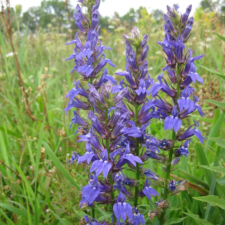 Blue Cardinal Flower Seeds for Planting - 100