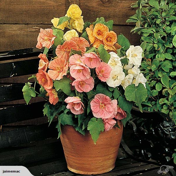 Abutilon Bella Flower Seeds for Planting, NON GMO Seeds