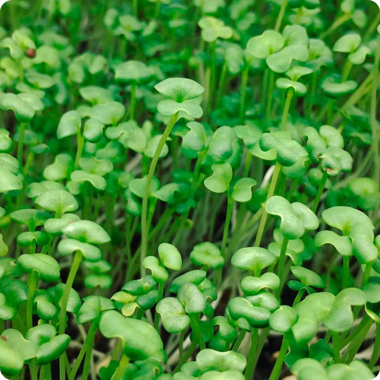 Mizuna Organic Microgreen Seed