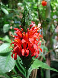 Red Pachystachys Flower Seeds for Planting - 100