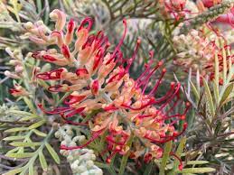Mixed Grevillea Flower Seeds for Planting - 100