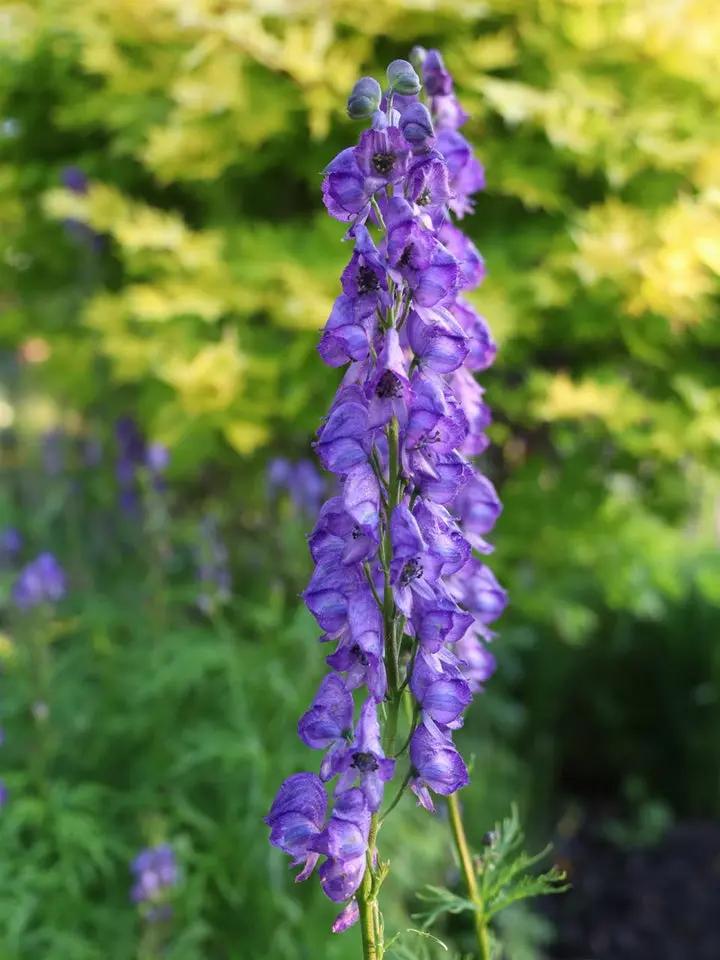 Heirloom Blue Aconitum Napellus Flower Seeds for Planting, Non-GMO Dhara Seeds