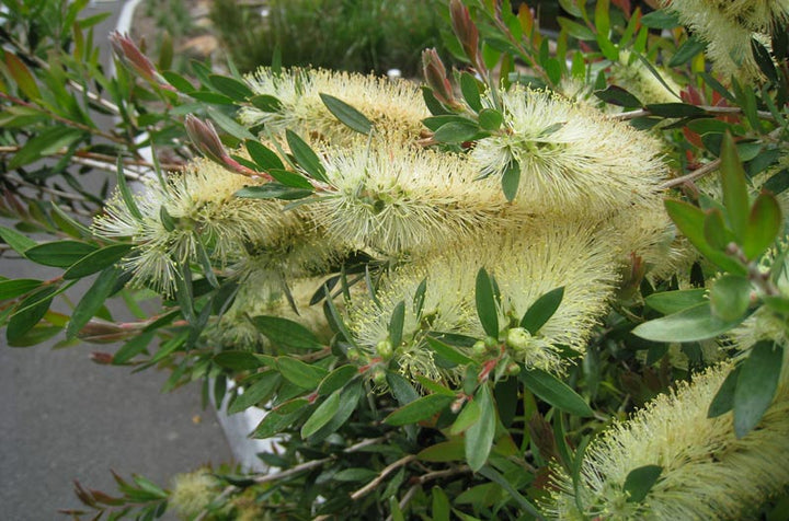 Green Callistemon Flower Seeds for Planting - 100