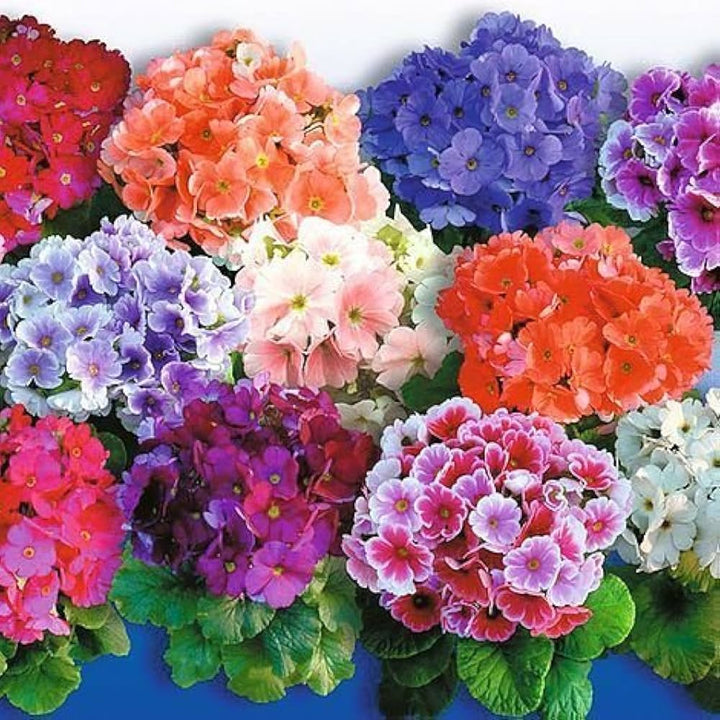 Obconica Flower Seeds for Planting - 100