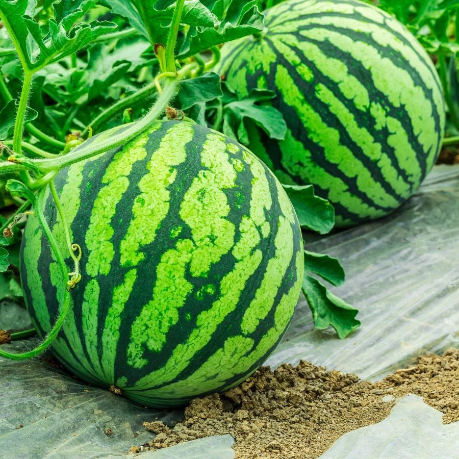 Red Watermelon Fruit Seeds - Perfect for Summer Harvest