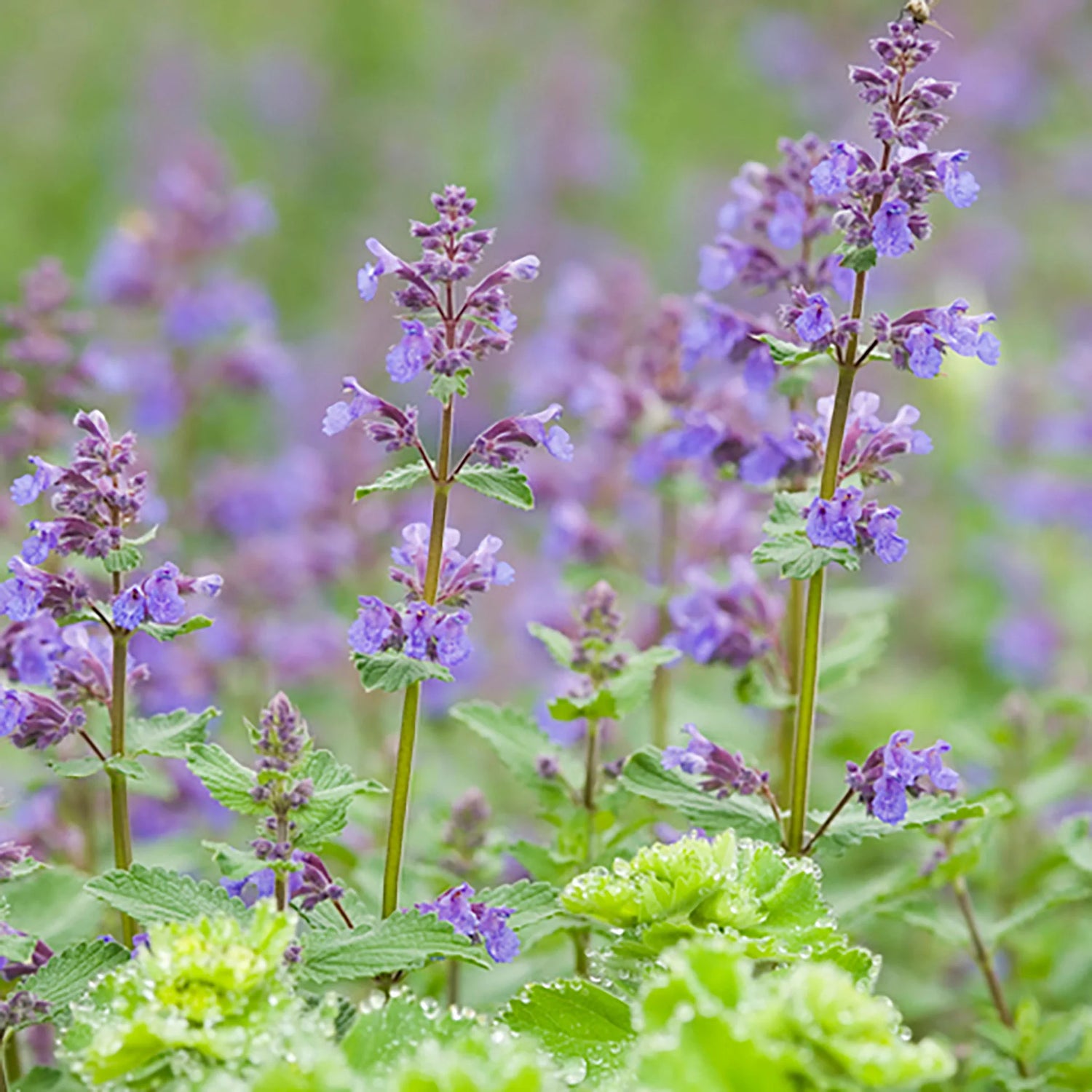 Catmint Seeds