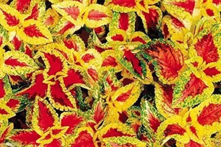 Heirloom Non-GMO Yellow Red Coleus Plant Seeds for Planting – Vibrant Foliage for Shaded Garden Borders Dhara Seeds
