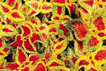 Heirloom Non-GMO Yellow Red Coleus Plant Seeds for Planting – Vibrant Foliage for Shaded Garden Borders Dhara Seeds